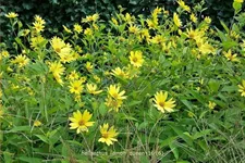 Helianthus microcephalus 'Lemon Queen'