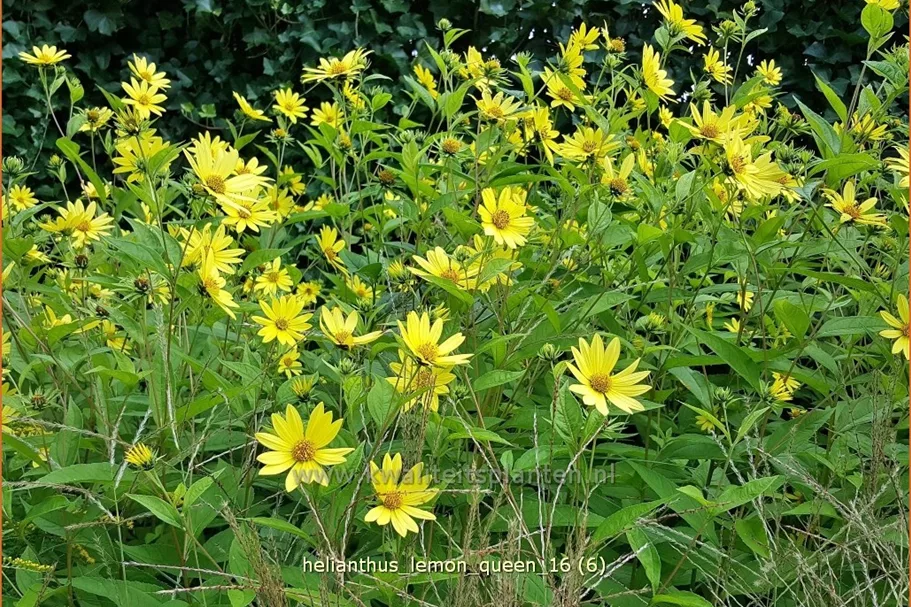 Helianthus microcephalus 'Lemon Queen'