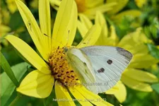 Helianthus microcephalus 'Lemon Queen'