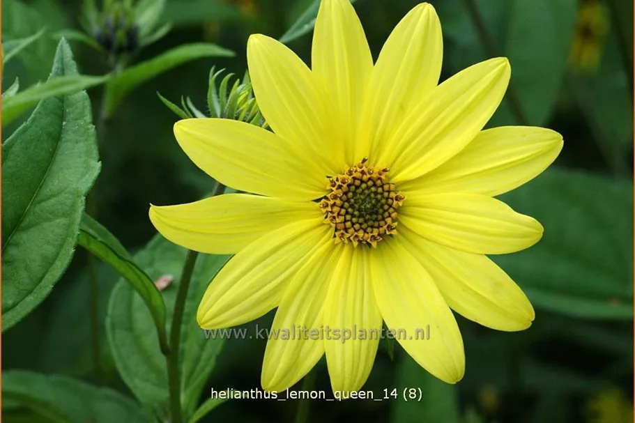 Helianthus microcephalus 'Lemon Queen'