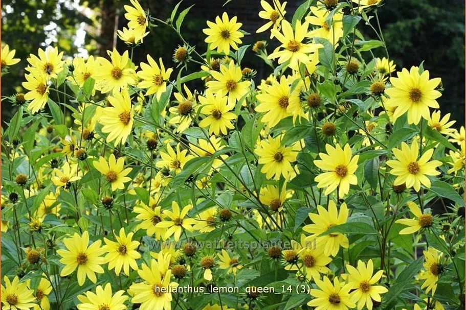 Helianthus microcephalus 'Lemon Queen'