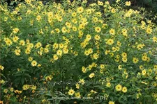 Helianthus microcephalus 'Lemon Queen'