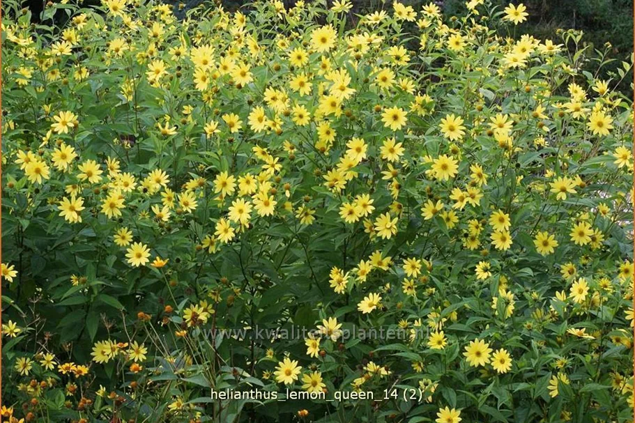 Helianthus microcephalus 'Lemon Queen'