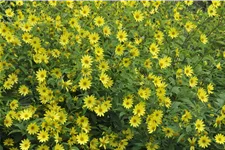 Helianthus microcephalus