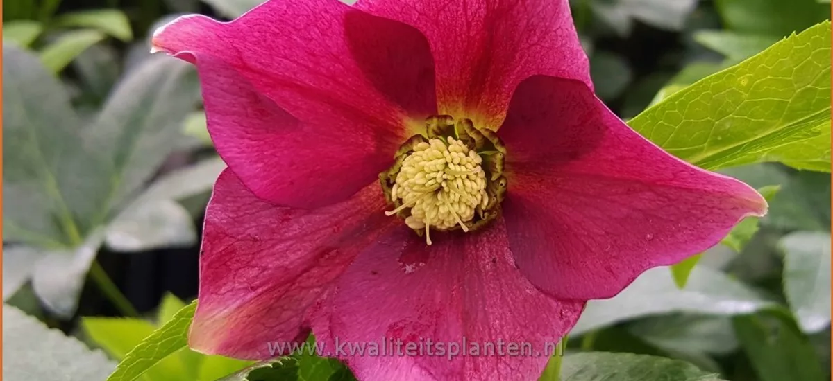 Helleborus orientalis 'Pretty Ellen Red'