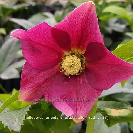 Helleborus orientalis 'Pretty Ellen Red'