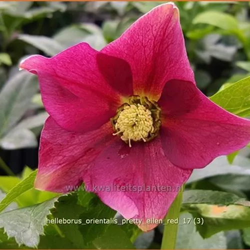 Helleborus orientalis 'Pretty Ellen Red'