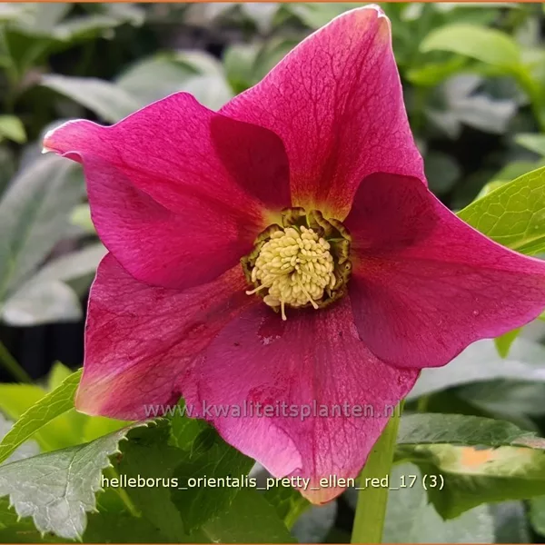 Helleborus orientalis 'Pretty Ellen Red'