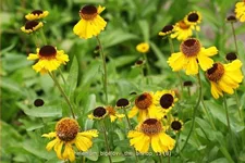 Helenium bigelovii 'The Bishop'
