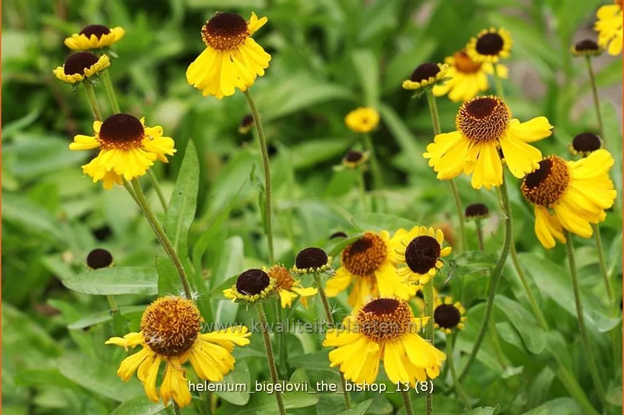 Helenium bigelovii 'The Bishop'
