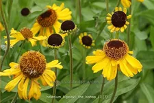Helenium bigelovii 'The Bishop'