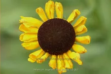 Helenium bigelovii 'The Bishop'