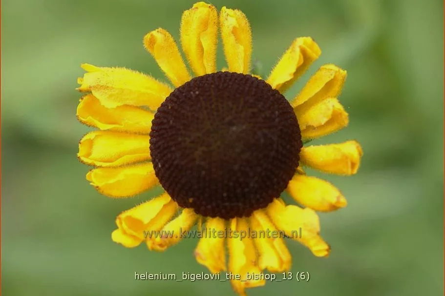 Helenium bigelovii 'The Bishop'