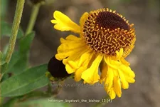 Helenium bigelovii 'The Bishop'