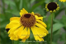 Helenium bigelovii 'The Bishop'