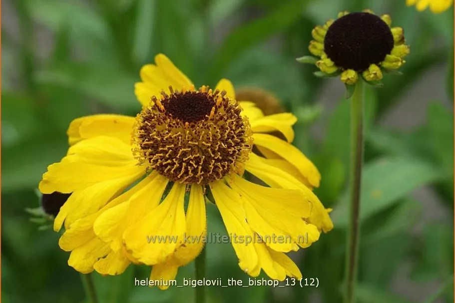 Helenium bigelovii 'The Bishop'