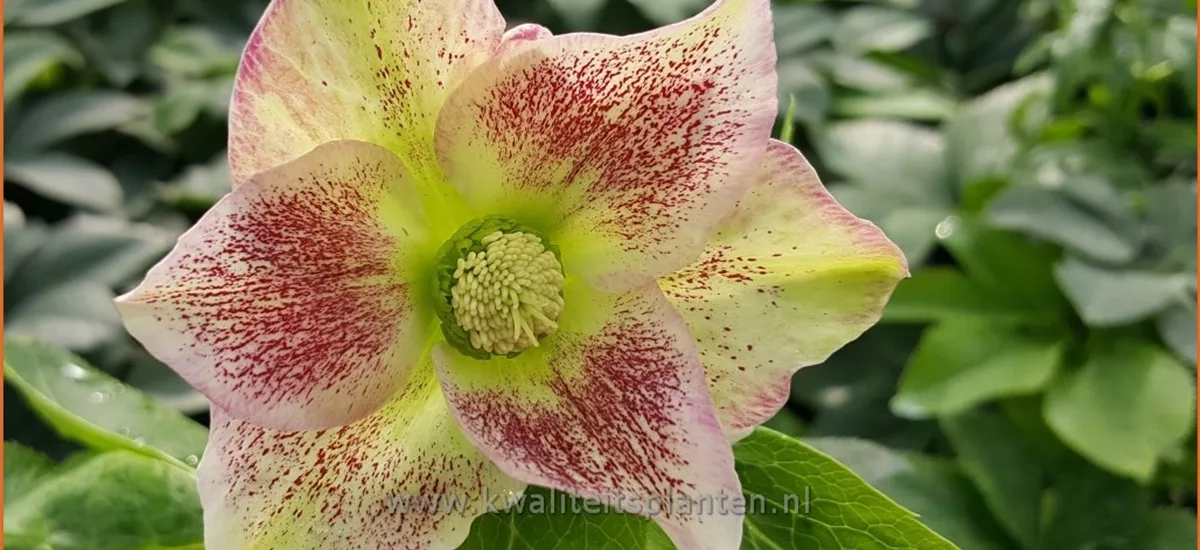 Helleborus orientalis 'Pretty Ellen Spotted'