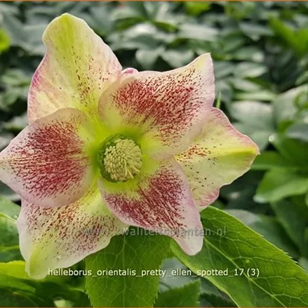 Helleborus orientalis 'Pretty Ellen Spotted'