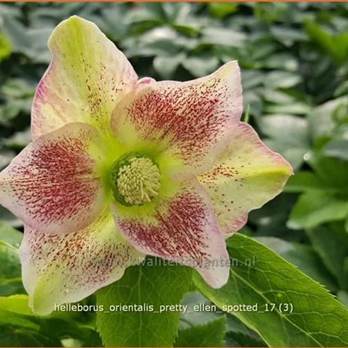 Helleborus orientalis 'Pretty Ellen Spotted'