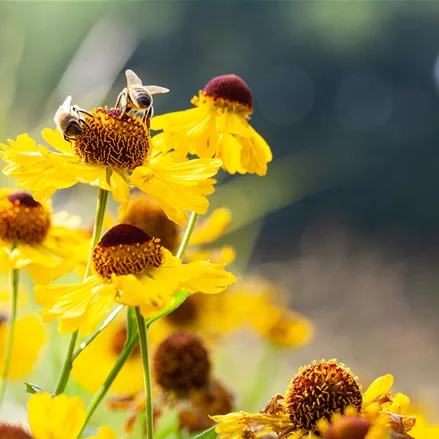 Helenium bigelovii 'The Bishop'