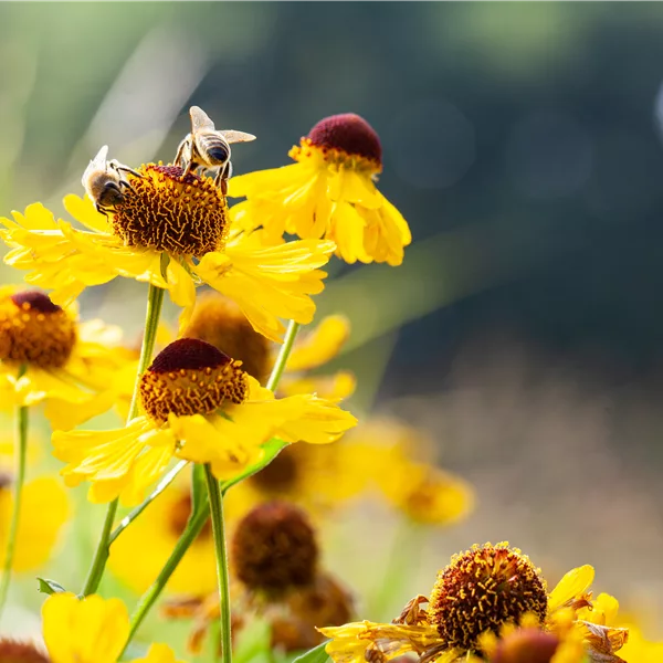 Helenium bigelovii 'The Bishop'