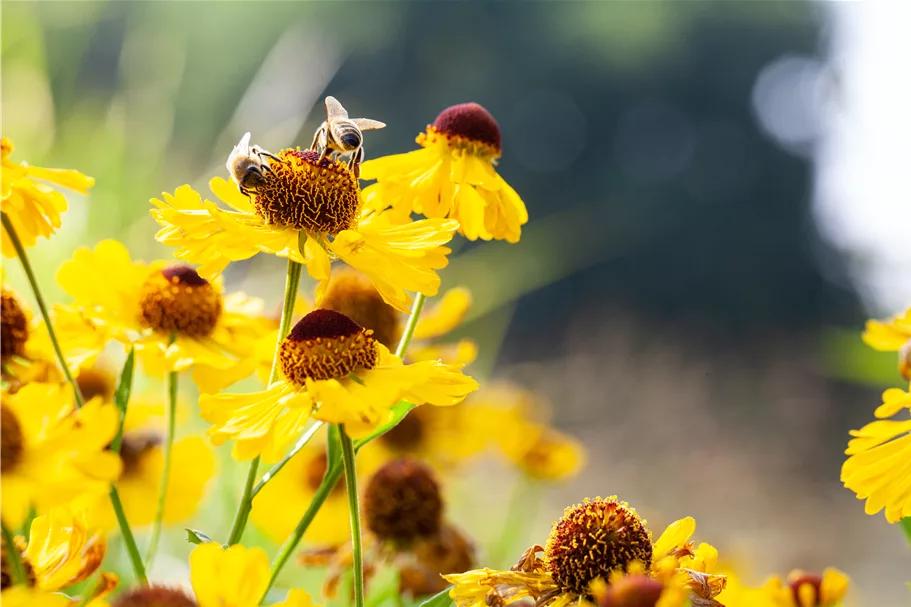 Helenium bigelovii 'The Bishop'