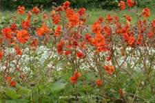 Geum 'Fire Opal'