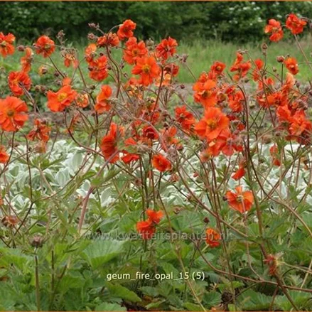 Geum 'Fire Opal'