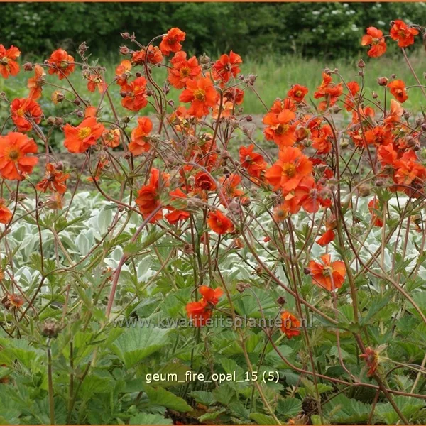 Geum 'Fire Opal'