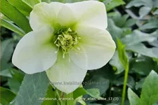 Helleborus orientalis 'Pretty Ellen White'