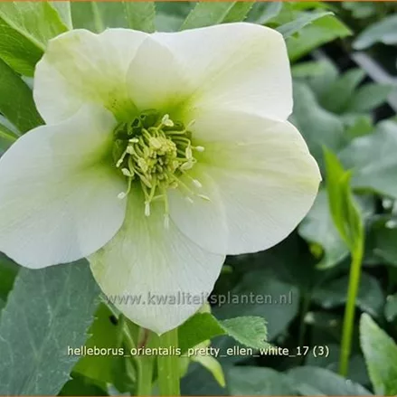Helleborus orientalis 'Pretty Ellen White'