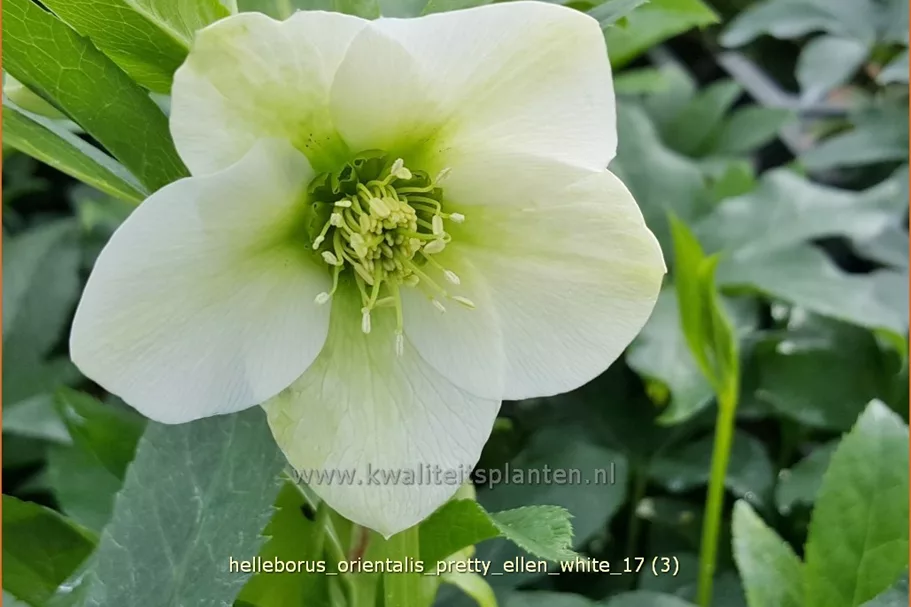 Helleborus orientalis 'Pretty Ellen White'