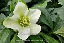 Helleborus orientalis 'Pretty Ellen White'