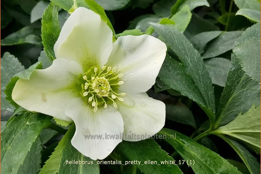 Helleborus orientalis 'Pretty Ellen White'