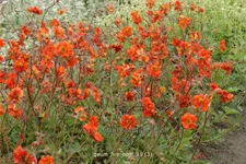 Geum 'Fire Opal'