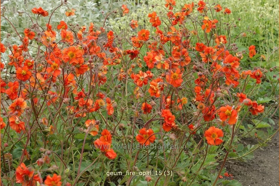 Geum 'Fire Opal'