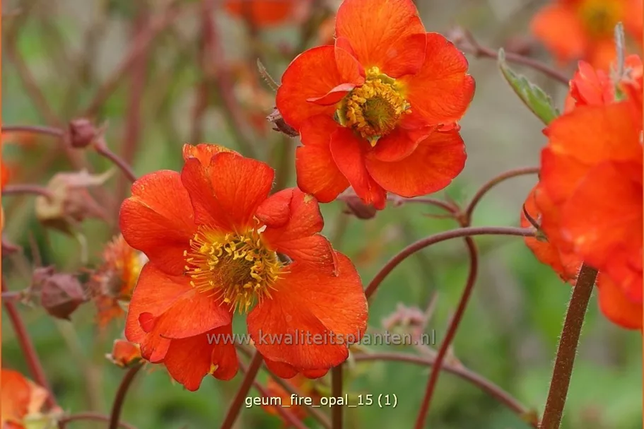 Geum 'Fire Opal'
