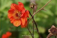 Geum 'Fire Opal'