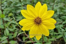 Helianthus microcephalus
