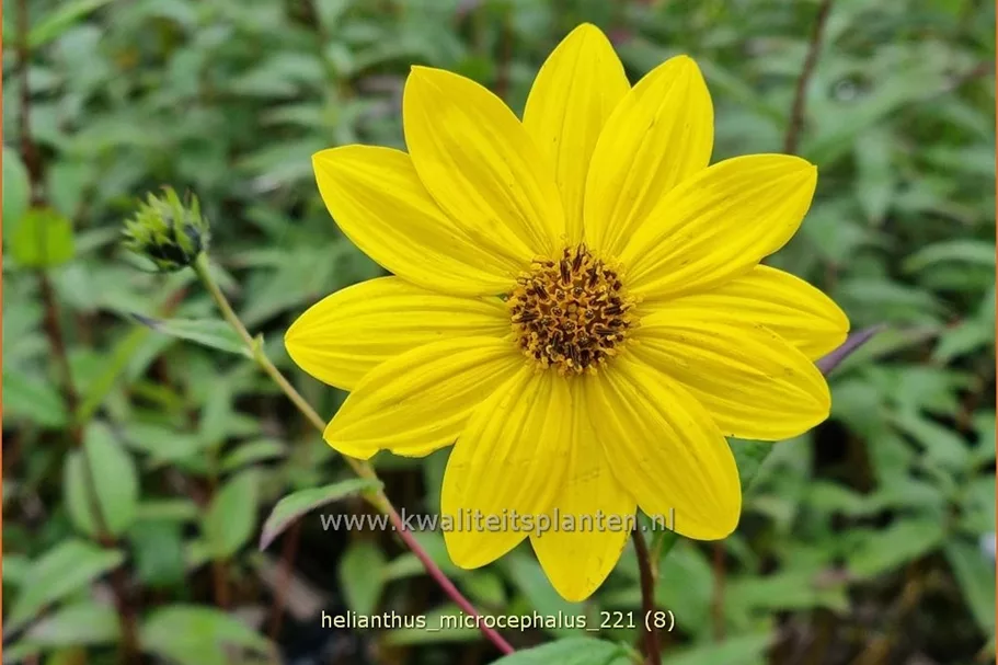 Helianthus microcephalus
