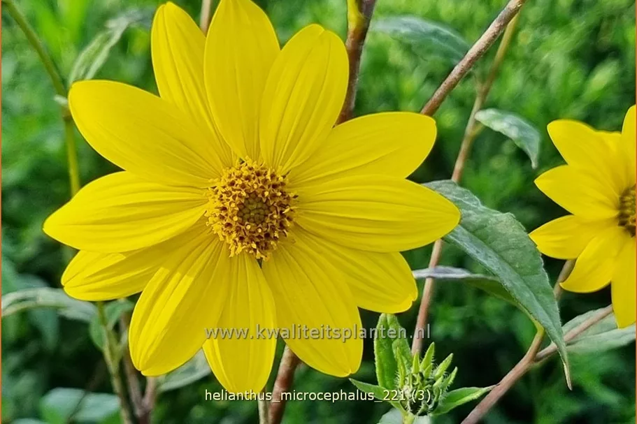Helianthus microcephalus