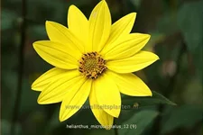 Helianthus microcephalus
