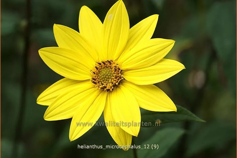 Helianthus microcephalus