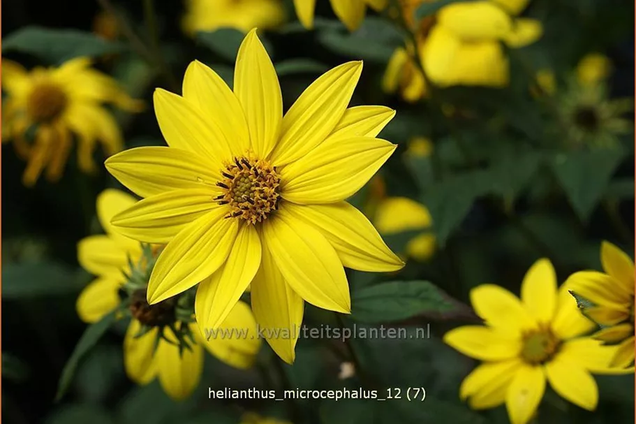 Helianthus microcephalus