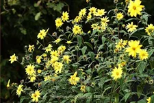 Helianthus microcephalus