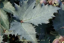 Helleborus sternii 'Silver Dollar'