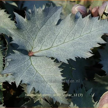 Helleborus sternii 'Silver Dollar'