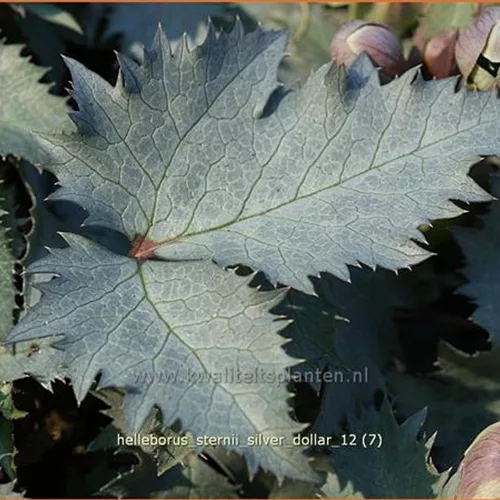 Helleborus sternii 'Silver Dollar'