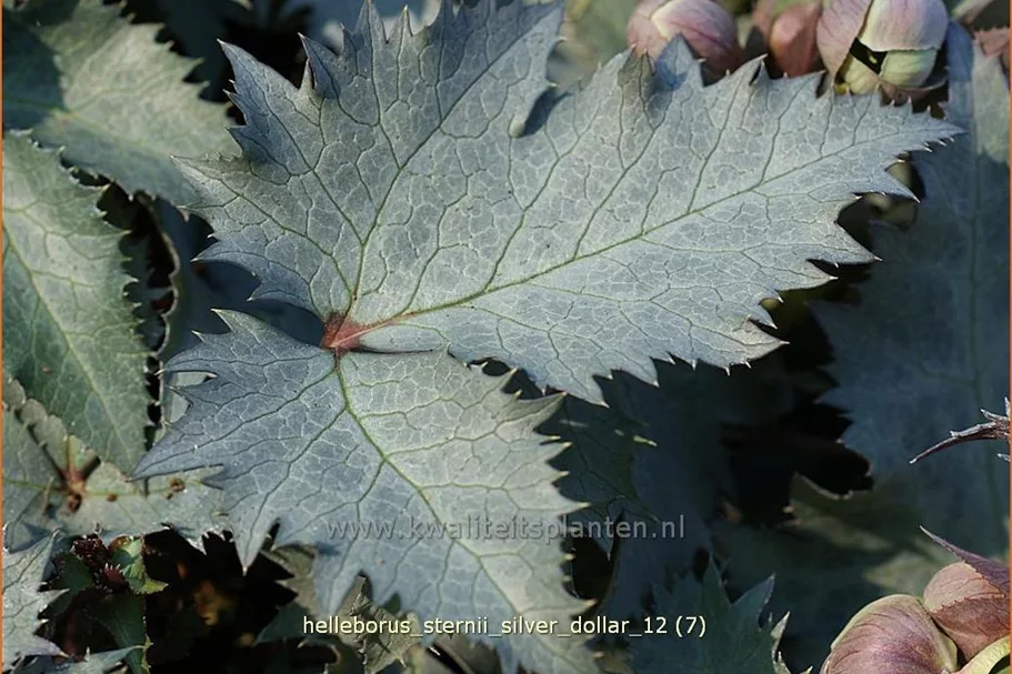 Helleborus sternii 'Silver Dollar'