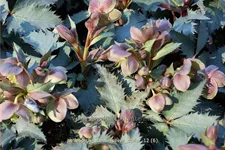 Helleborus sternii 'Silver Dollar'